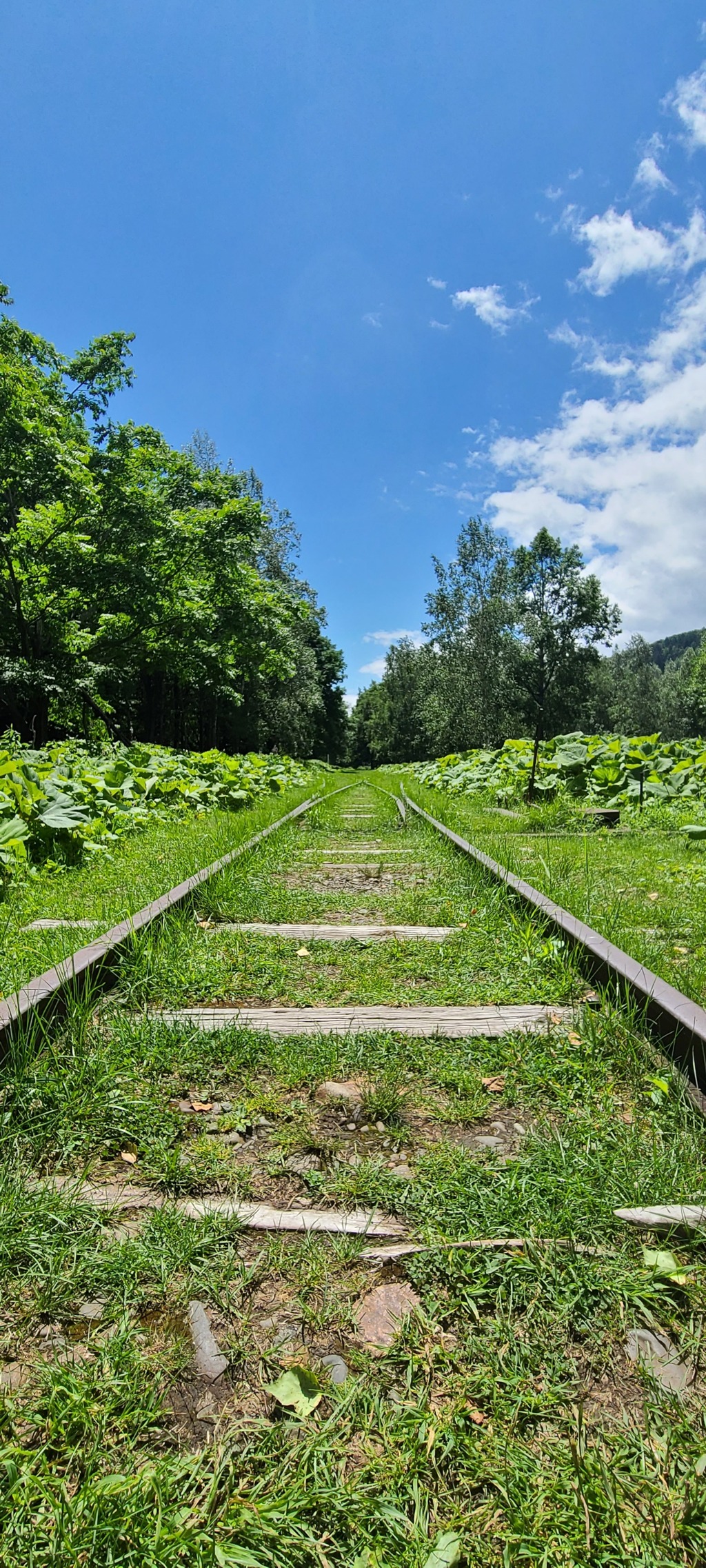 遠くまで