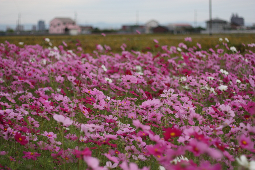 D266A947-665B-4183-9A59-566620E1A68F