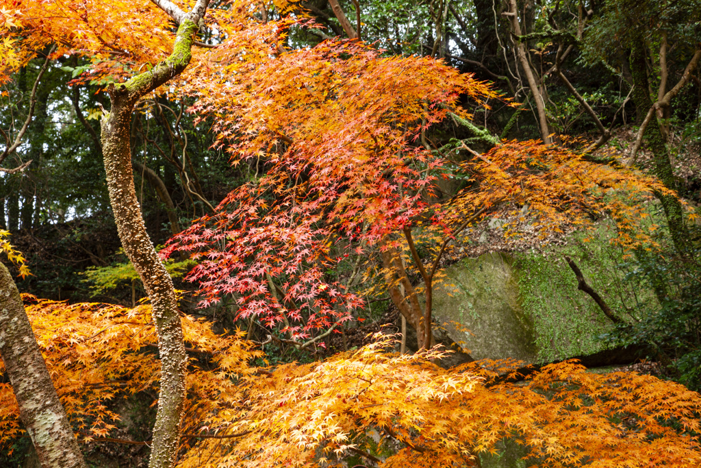 20091127竈門神社の紅葉_2243