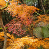 20091127竈門神社の紅葉_2243