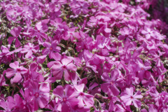 20250415芝桜_2570_1s