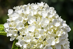 20250629紫陽花_8135
