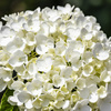 20250629紫陽花_8135