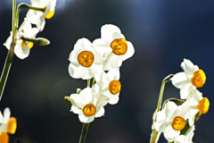 20260118水仙の花_2637s_1