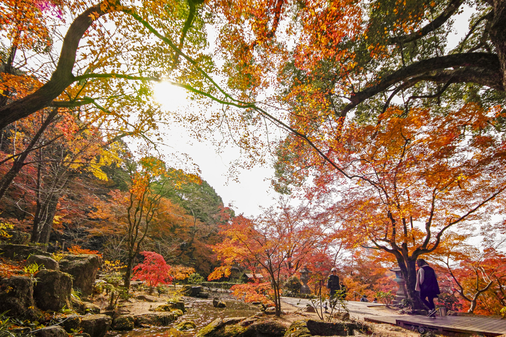 20241206竈門神社の紅葉_2382_1