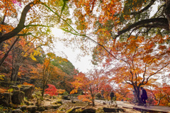 20241206竈門神社の紅葉_2382_1