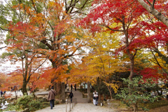 20241206竈門神社の紅葉_2403_1s