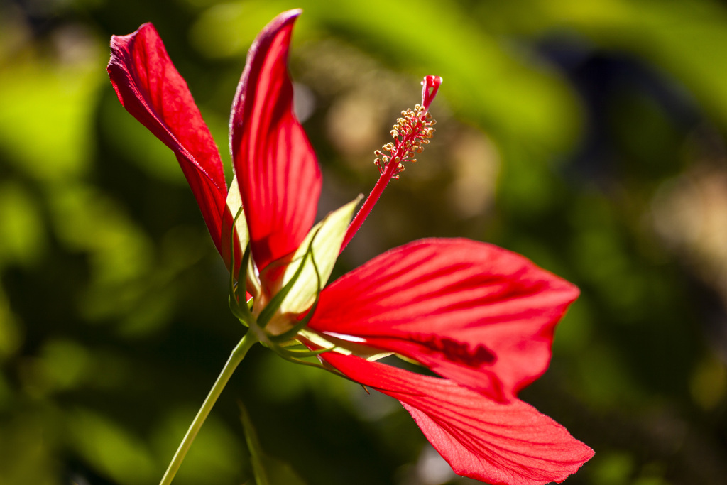 20090808赤い花_0784