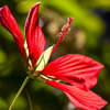 20090808赤い花_0784