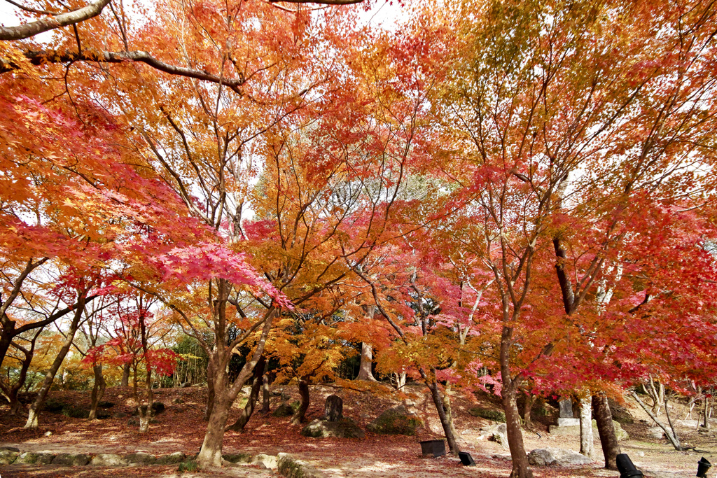 20241206竈門神社の紅葉_2376_1