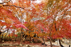 20241206竈門神社の紅葉_2376_1