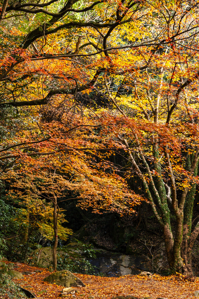 20111205竈門神社の紅葉_7151