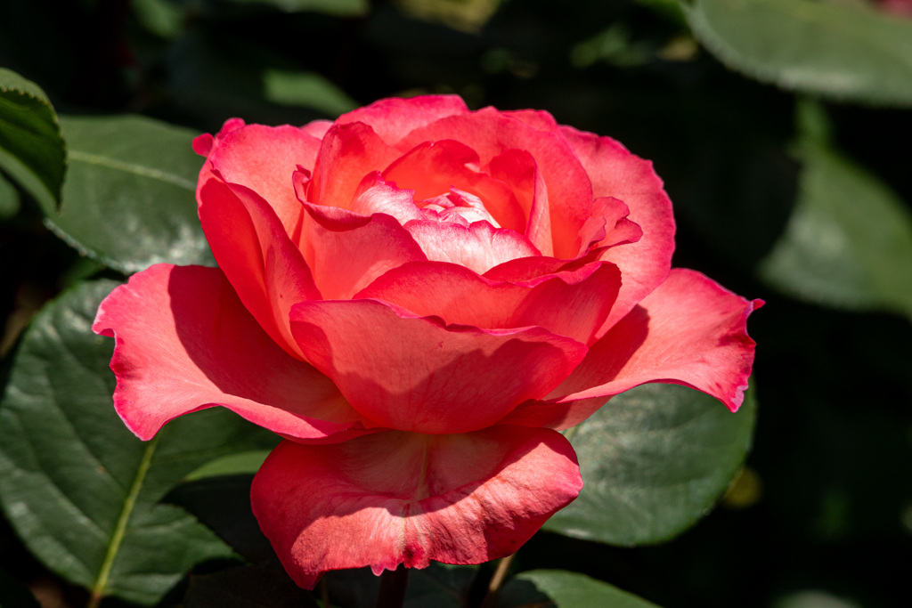 20240510バラの花_7540