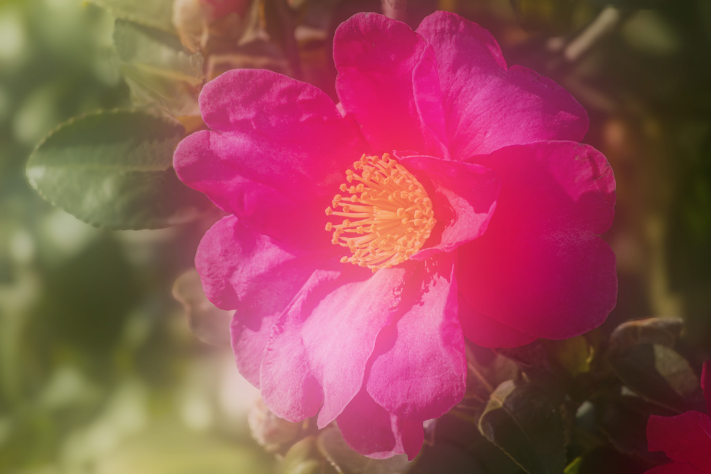 20260114山茶花_8942ｓ_2