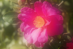 20260114山茶花_8942ｓ_2