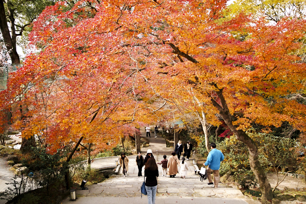 20241206竈門神社の紅葉_2386_1