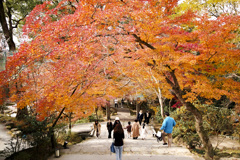 20241206竈門神社の紅葉_2386_1