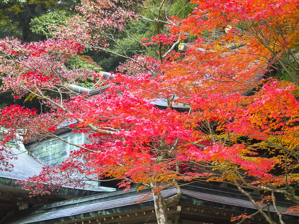 20051126竈門神社の紅葉_0021