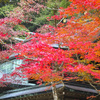 20051126竈門神社の紅葉_0021