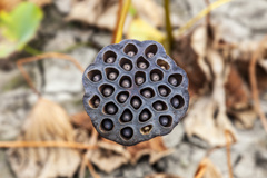 20091025蓮の実_1963