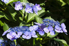 20210616紫陽花_0059