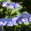20210616紫陽花_0059