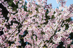 20260305初御代桜満開_0444