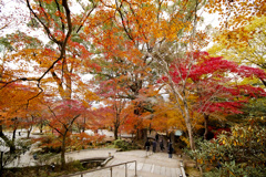 20241206竈門神社の紅葉_2401_1