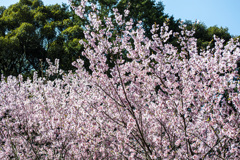 20260305初御代桜満開_0445