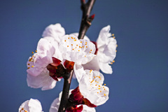 20250320あんずの花_2522_1