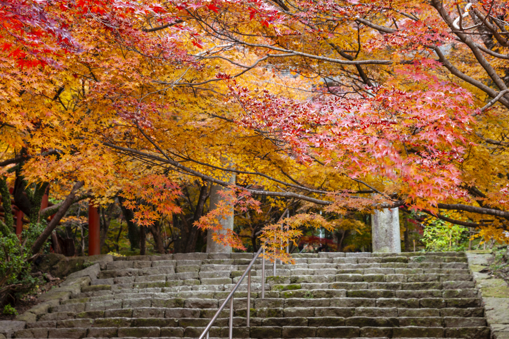 20091127竈門神社の紅葉_2230