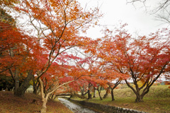 20241206大宰府政庁跡の紅葉_2362_1