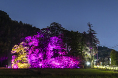 20251115裂田溝ライトアップ_8792
