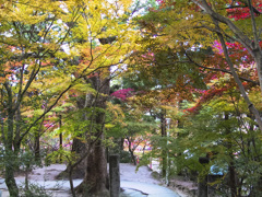 20051126竈門神社の紅葉_0027