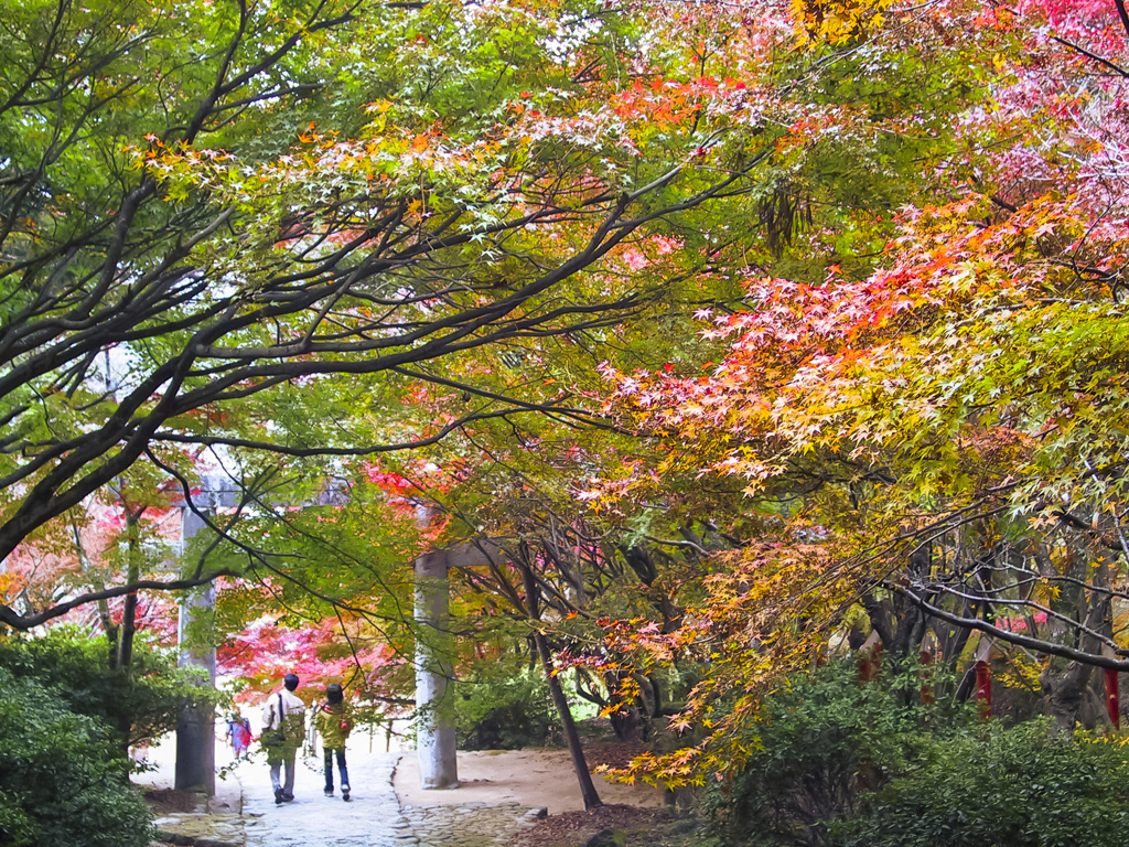 20051126竈門神社の紅葉_0028