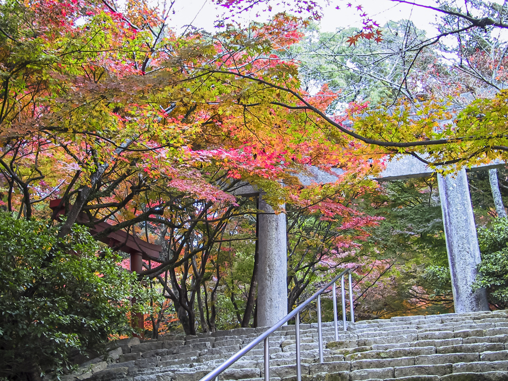 20051126竈門神社の紅葉_0030