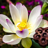 20120814蓮の花_5007