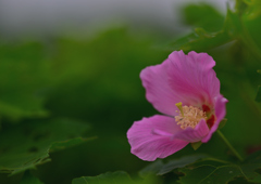 夏早朝に咲く花