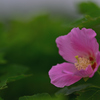 夏早朝に咲く花