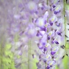 藤薫る