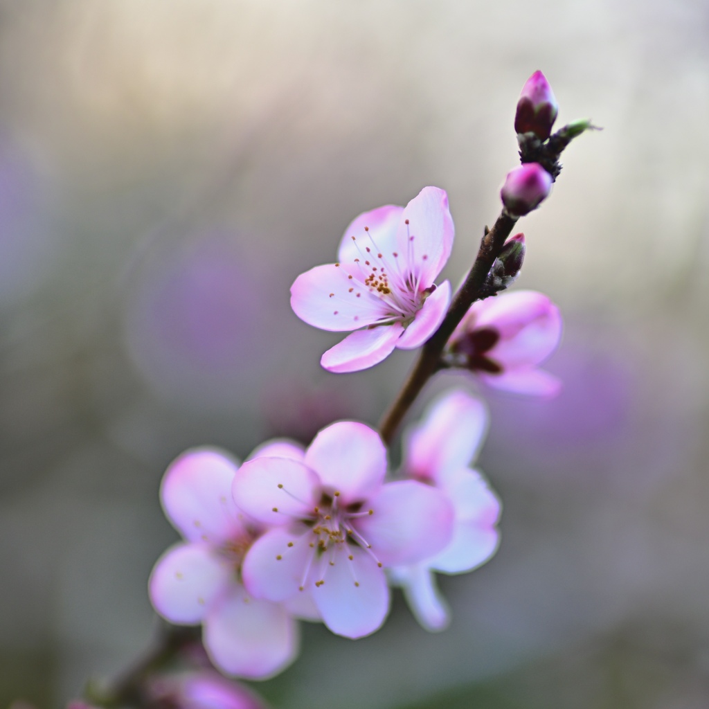 今朝の桜