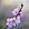 今朝の桜