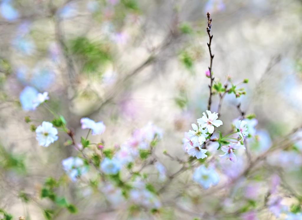 秋の桜