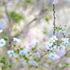 秋の桜