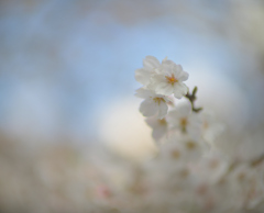 今朝の桜