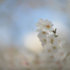 今朝の桜