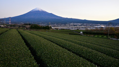 朝の茶畑より富士を望む