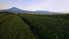 初冬の茶畑より