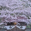 八坂神社