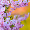 桜満開の図